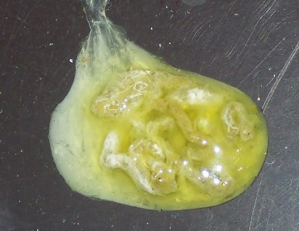 Poop problem Parrot Forums TalkParrots